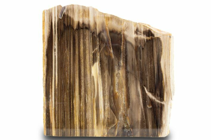 Polished, Petrified Wood (Metasequoia) Stand Up - Oregon #302959